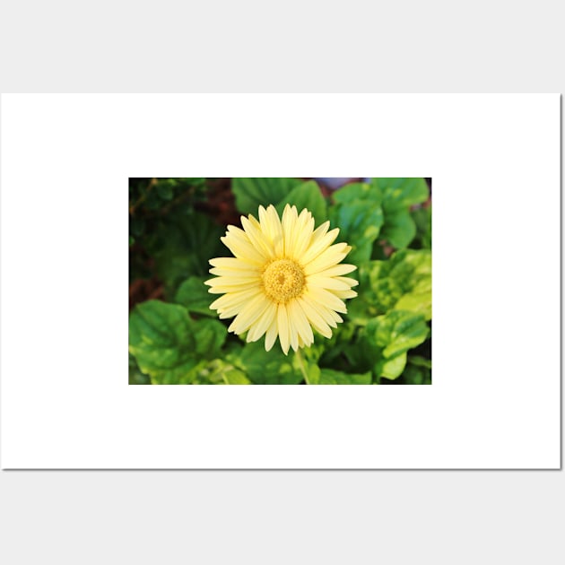 Pale Yellow Daisy Wall Art by Cynthia48